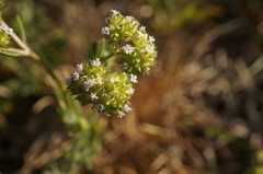 Valerianella pumila
