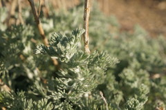 Artemisia fragrans