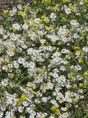 Anthemis pseudocotula