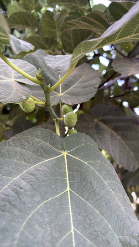 common fig