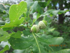 Quercus robur