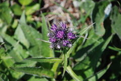 Saussurea pseudotilesii