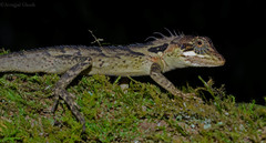 Spiny-Headed Forest Lizard photo 2