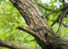Aegithalos caudatus