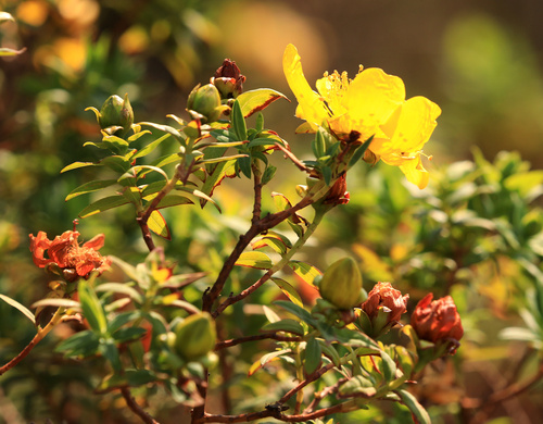 Hypericum revolutum, photograph 1