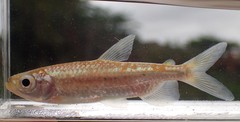 Brycinus lateralis