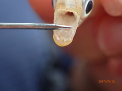 Brycinus lateralis