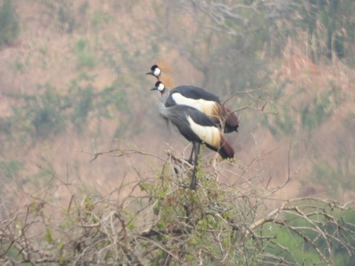 iNaturalist image