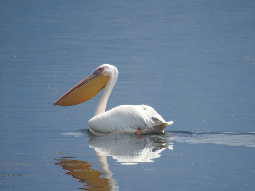 iNaturalist image