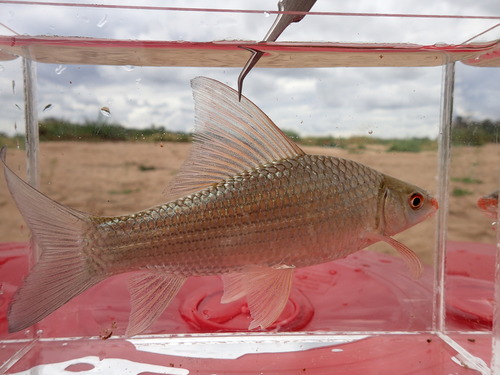 Redeye labeo (Labeo altivelis) — Cyprinidae