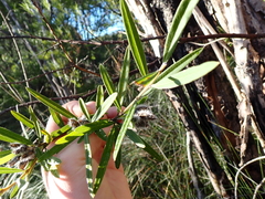Callistachys lanceolata
