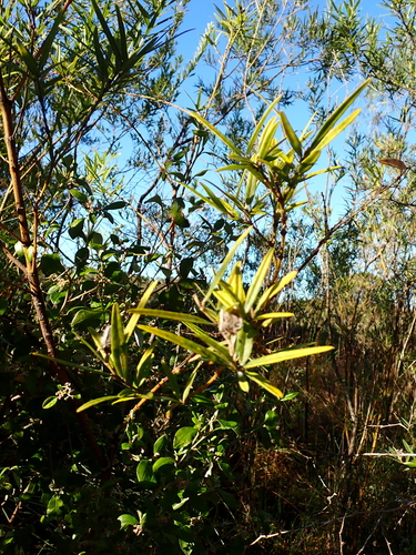 Callistachys lanceolata, photograph 1