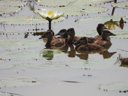 White-faced Whistling-Duck