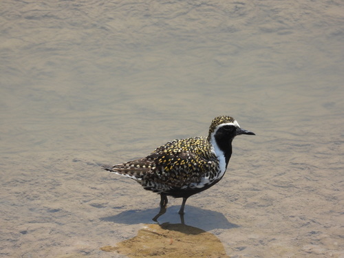 Pacific Golden-Plover