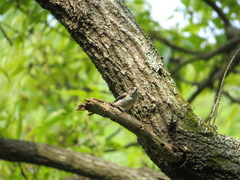 Aegithalos caudatus