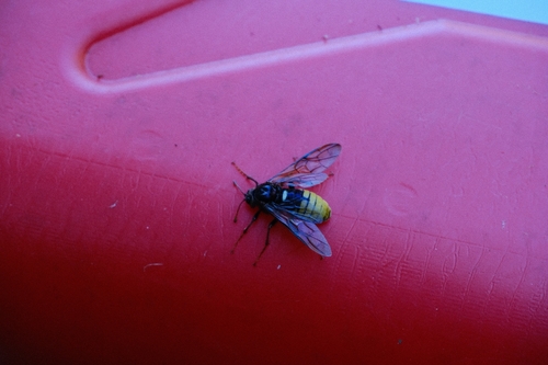 Large Alder Sawfly