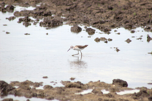 iNaturalist: (c) serbinator, some rights reserved (CC BY-NC) iNaturalist image