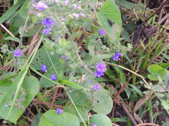 Hydrolea spinosa, photograph (c) Paulo Nogueira, some rights reserved (CC BY)