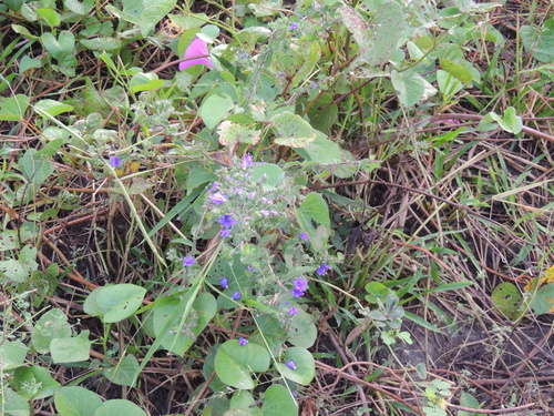 Hydrolea spinosa, photograph 5