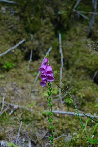 purple foxglove