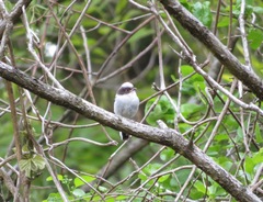 Aegithalos caudatus