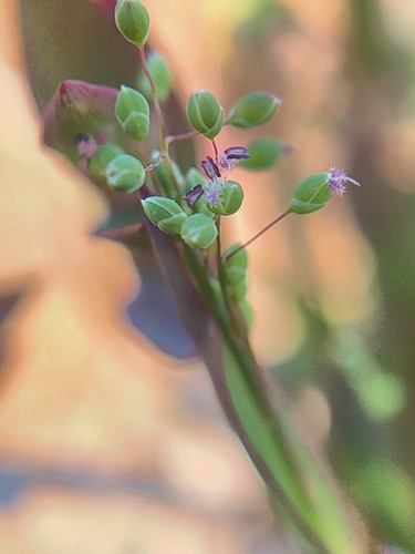 Trichanthecium parvifolium, 2026-07-22