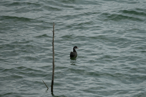 Eurasian Coot