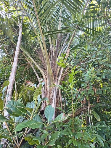 Ravenea madagascariensis