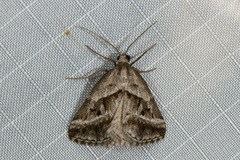 Dichromodes stilbiata