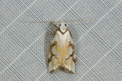 Cosmaresta anarrecta