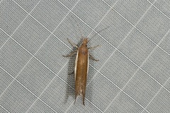 Periallactis monostropha