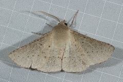 Oenochroma subustaria