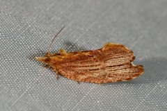 Glyphidoptera polymita