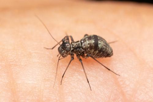 Mesopsocus unipunctatus