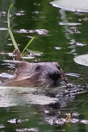 Muskrat