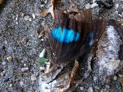 Archaeoprepona demophoon