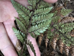 Polystichum oculatum