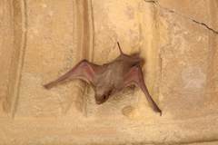 Taphozous nudiventris