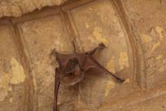 Taphozous nudiventris