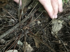 Polystichum oculatum