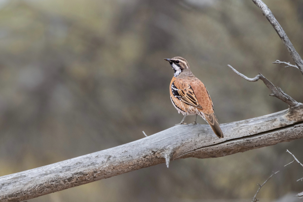 Chestnut-Breasted Quail-Thrush