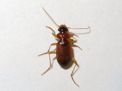 Leistus terminatus