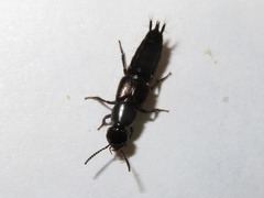 Philonthus splendens