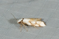 Cosmaresta anarrecta