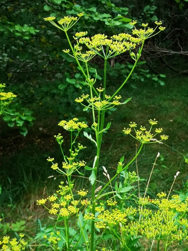 Paprastasis pastarnokas