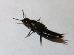 Philonthus splendens