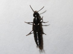 Philonthus splendens