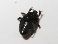 Margarinotus brunneus