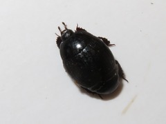 Margarinotus brunneus