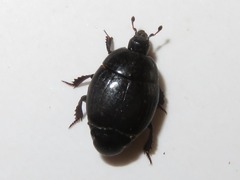 Margarinotus brunneus